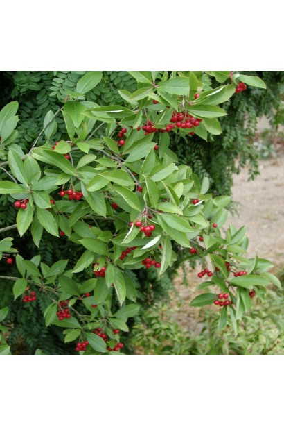 Аронія червона Брілліант весною